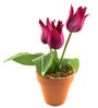 Small flowerpot input