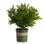 Flower pot input