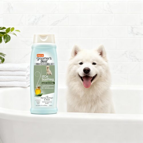 Samoyed dog