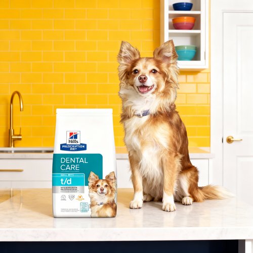 Australian Shepherd